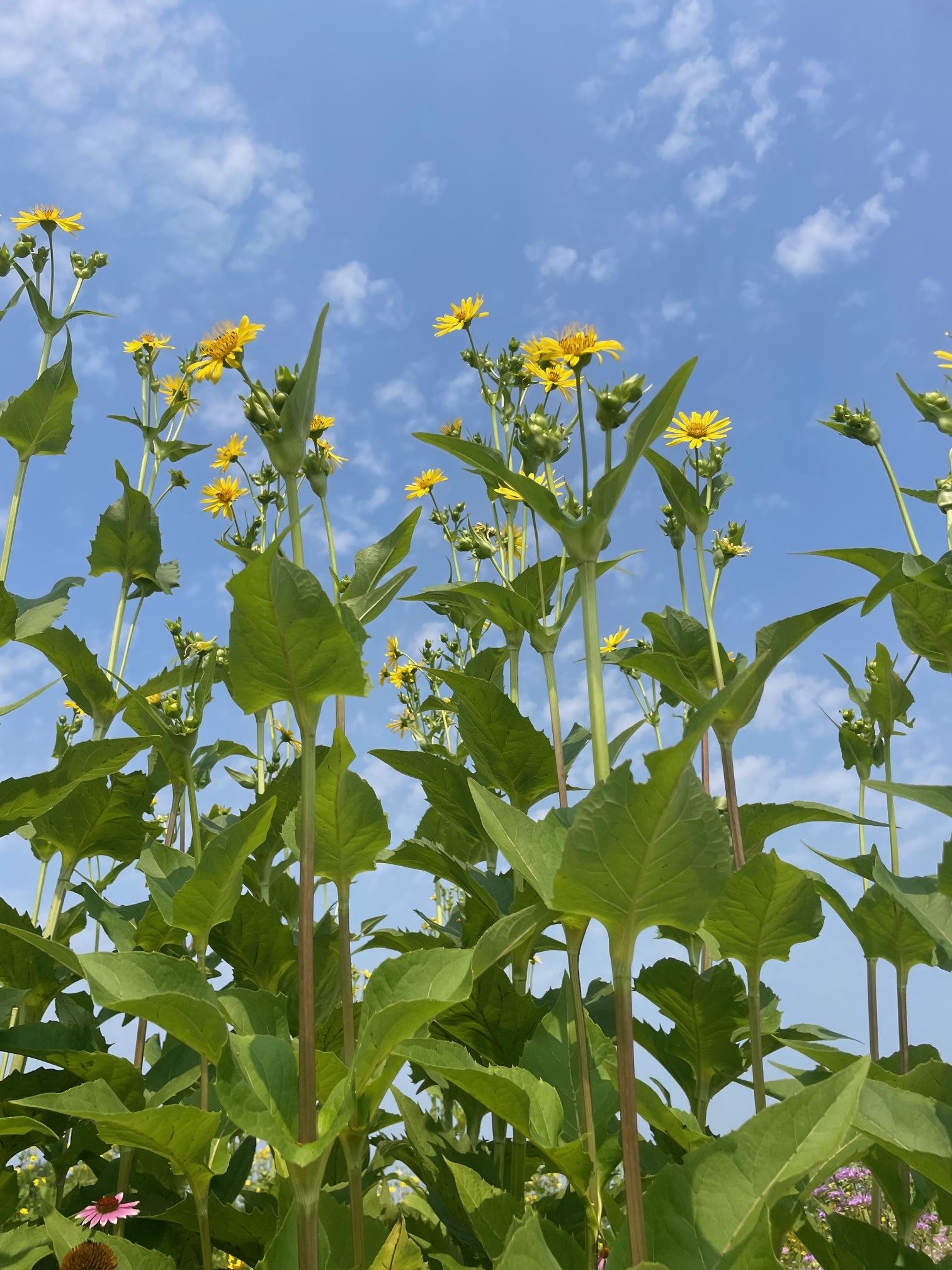Photo of yellow wildflowers standing tall underneath a clear blue sky with faint wispy white clouds