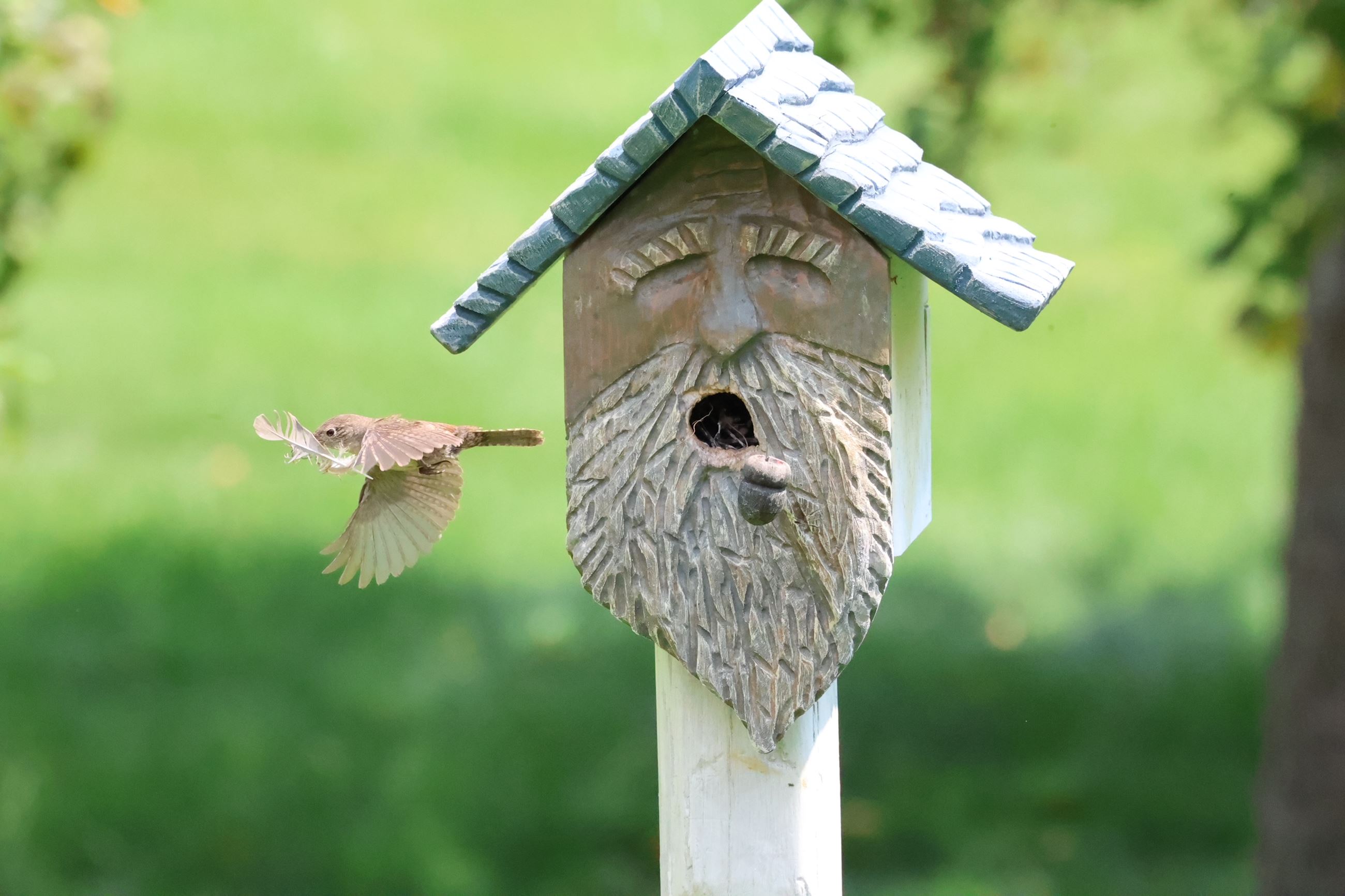 A tiny bird with a feather in its mouth flies away from a bird house as an acorn falls