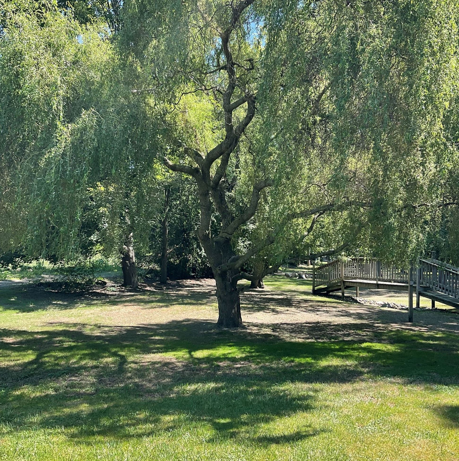 Photo of a tall, adult willow tree standing in the sun with its flowers swaying with the breeze.