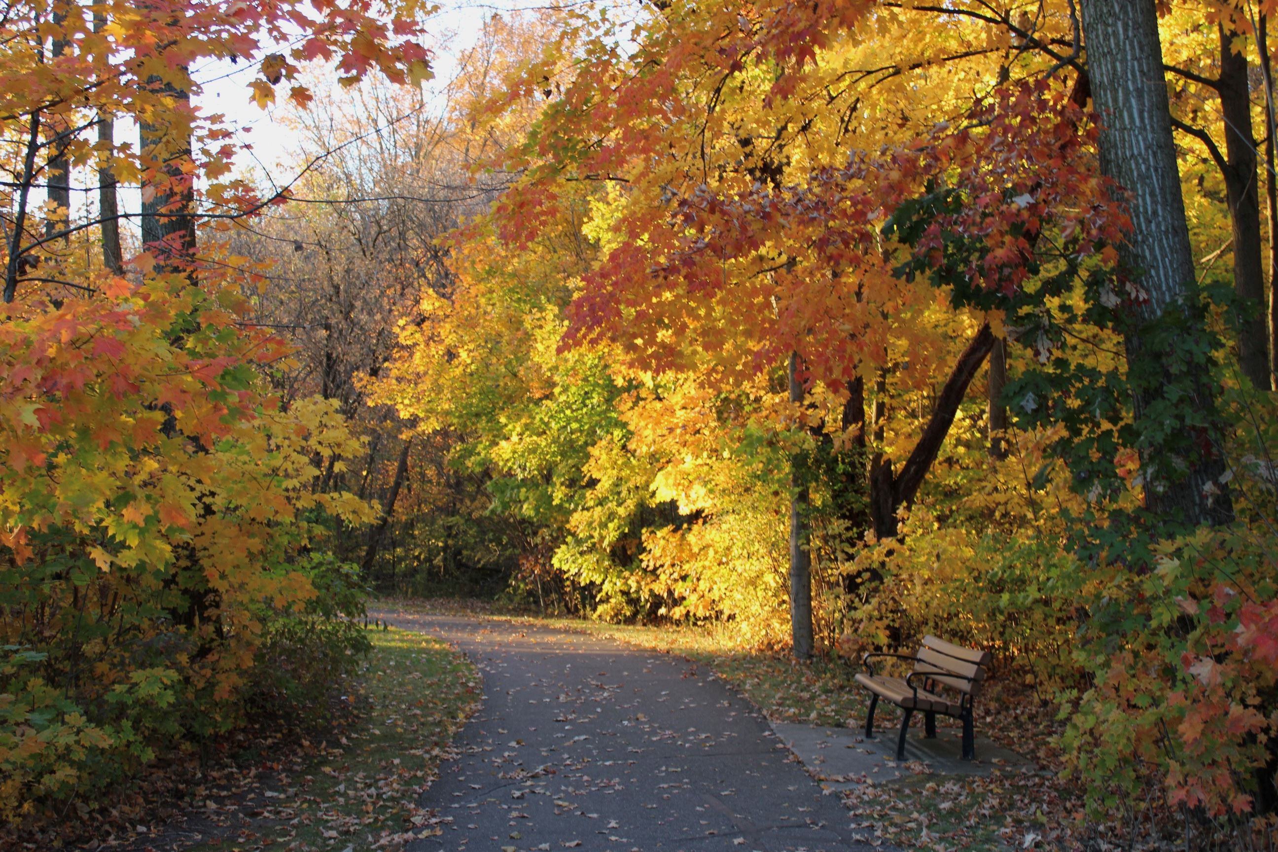 Photo of the Corners Park trail through the woods in the fall afternoon with bright fall colors