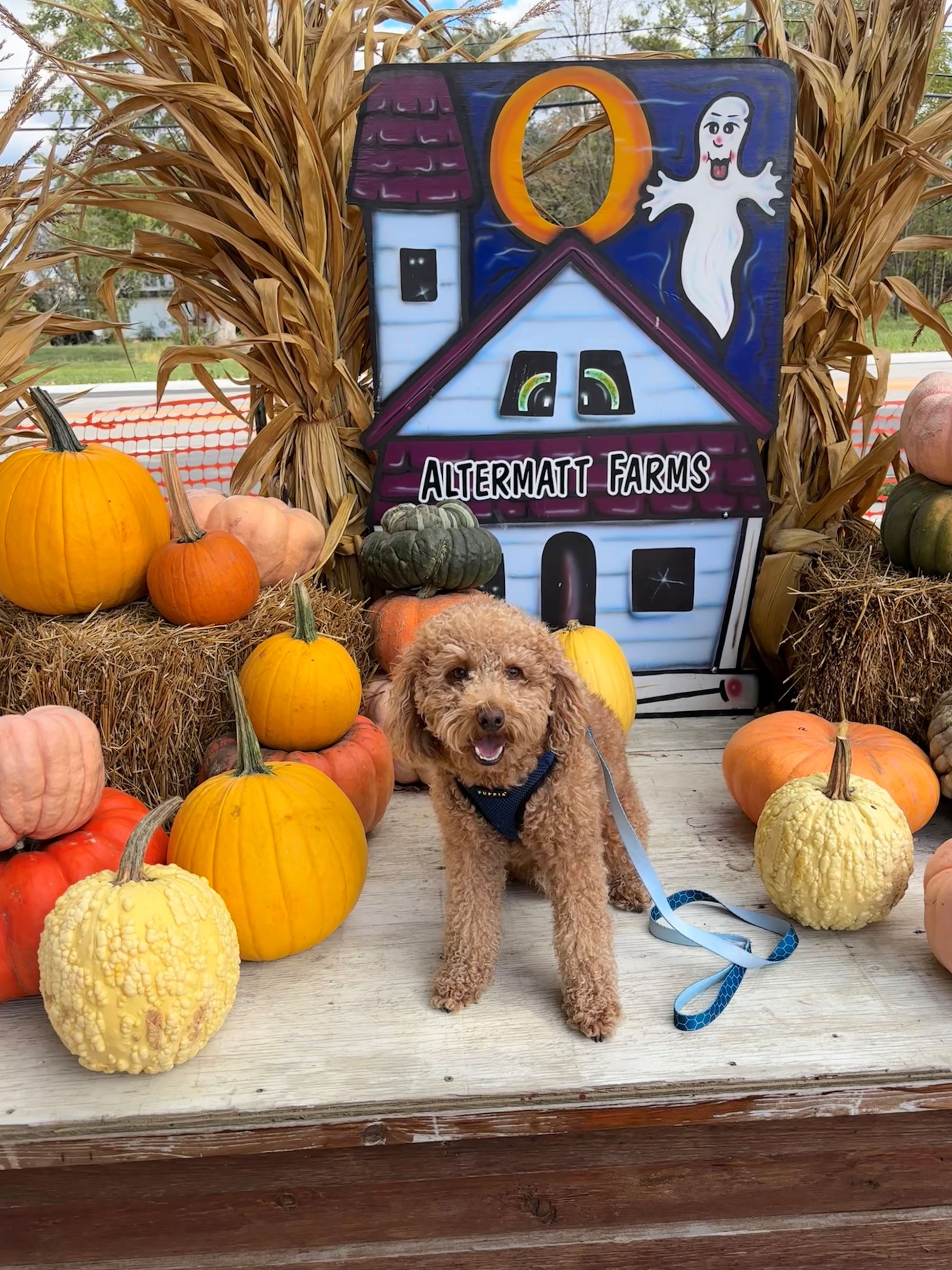 A light brown golden doodle sits for a photo in front of pumpkins and haystacks at Altermatt Farms