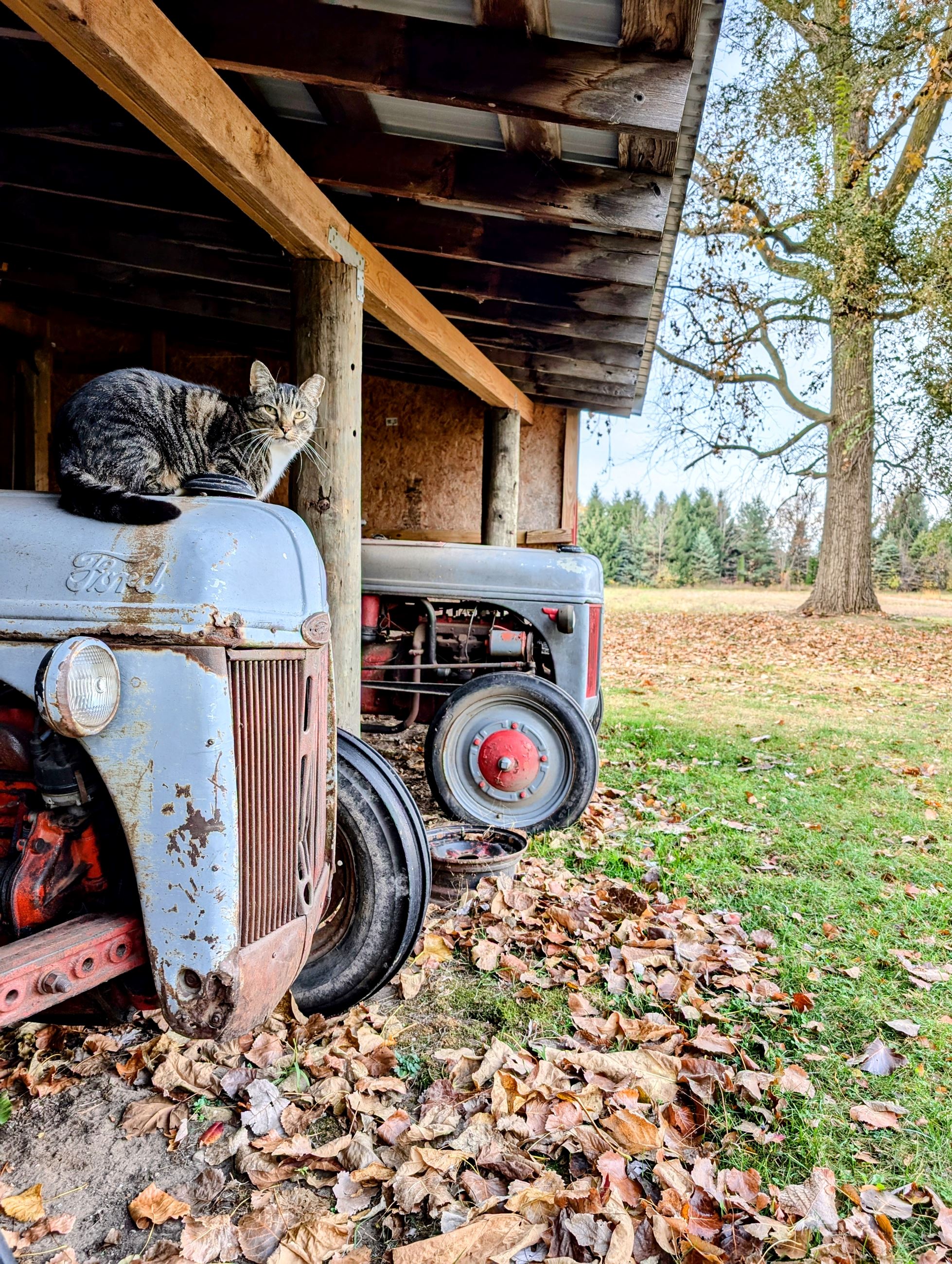 A calico cat sits atop a rusty old tractor with fallen leaves covering the ground all over.