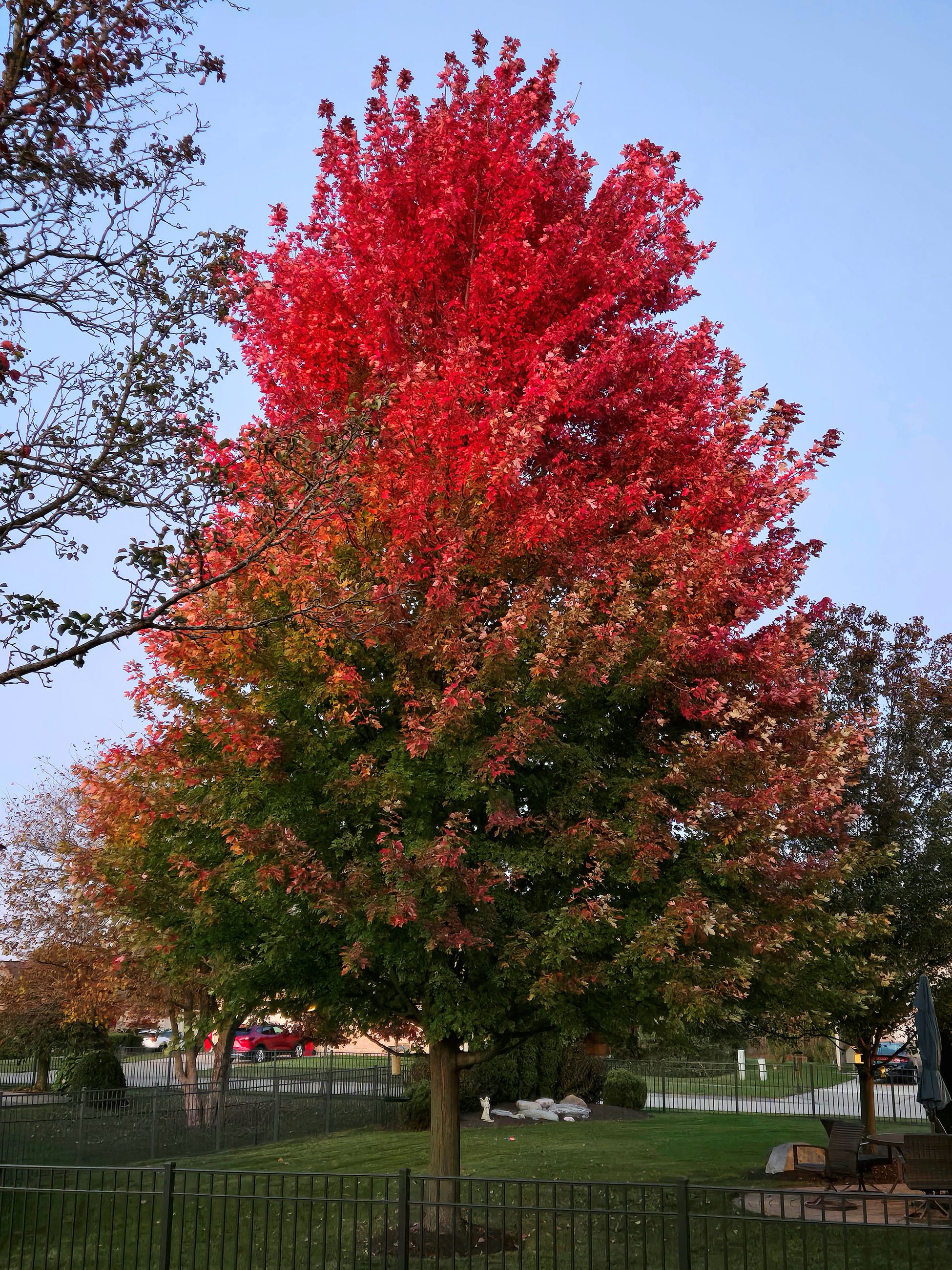 Photo of a classic tall tree with the top leaves turning bright red and gradually going to green