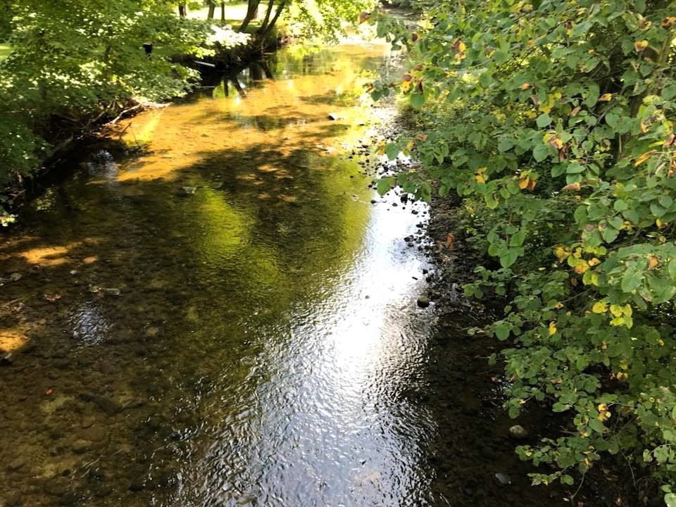 A peaceful creek cast in afternoon sun with green and yellow foliage lining its path.
